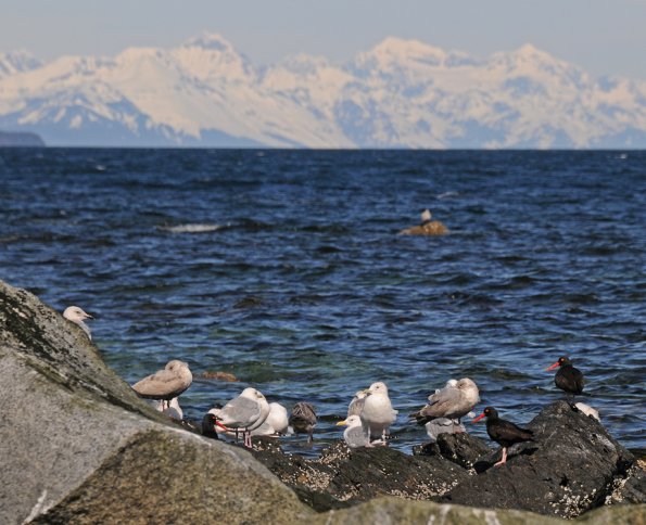 black-oystercatchers-and-gulls-on-portland-island