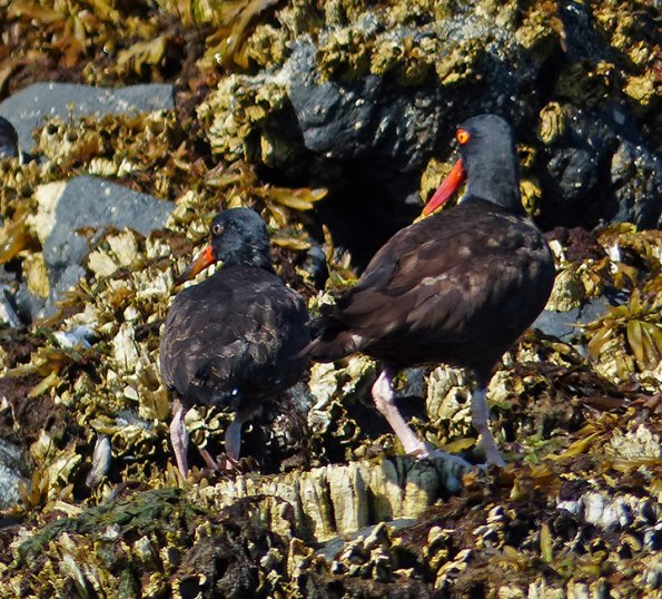 black-oystercatchers-juvenile-left-and-adult
