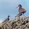 black-turnstones-and-black-oystercatcher