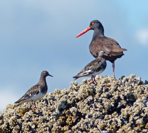 black-turnstones-and-black-oystercatcher