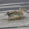 dowitcher-bathing-showing-water-drops