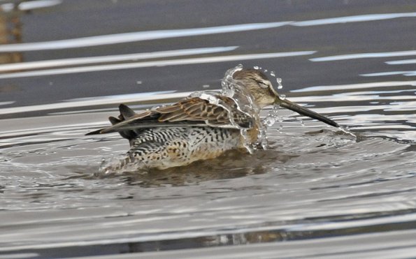 dowitcher-bathing-showing-water-drops
