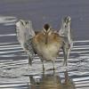 dowitcher-just-finished-bathing