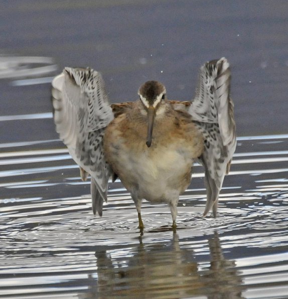 dowitcher-just-finished-bathing