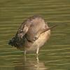 dowitcher-preening-2