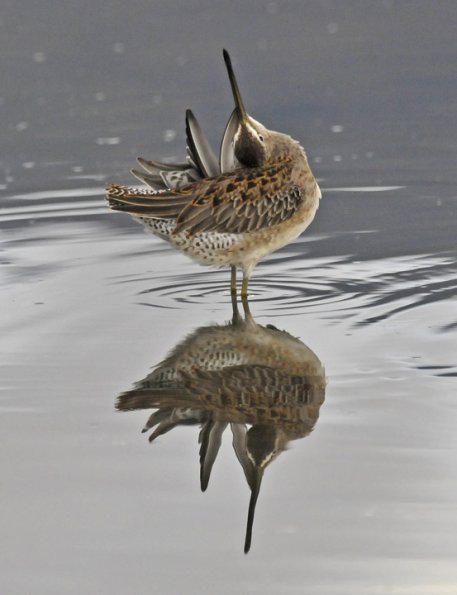 dowitcher-preening-in-odd-position