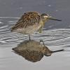 dowitcher-preening-note-movable-bill-tip
