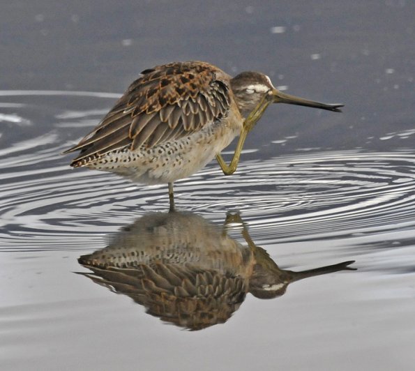 dowitcher-preening-note-movable-bill-tip