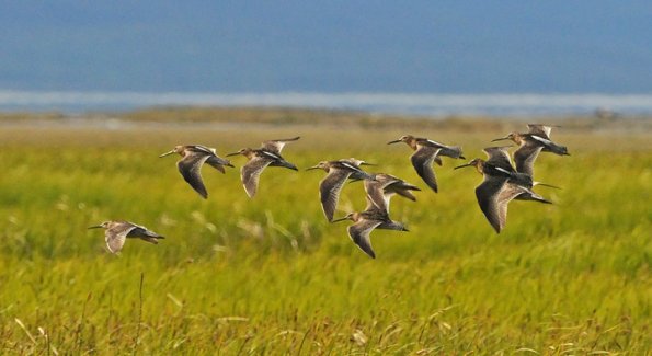 dowitchers-in-flight