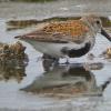 dunlin-1