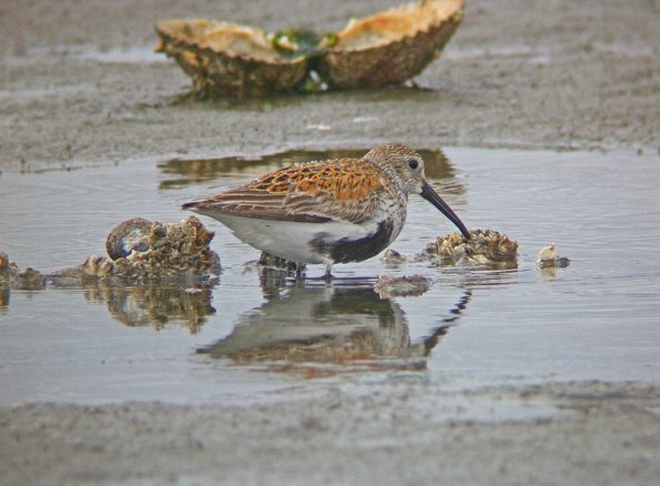 dunlin-juneau-in-the-rain