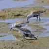 dunlins-feeding