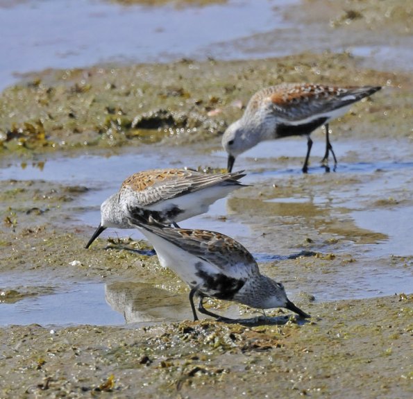 dunlins-feeding