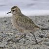 golden-plover