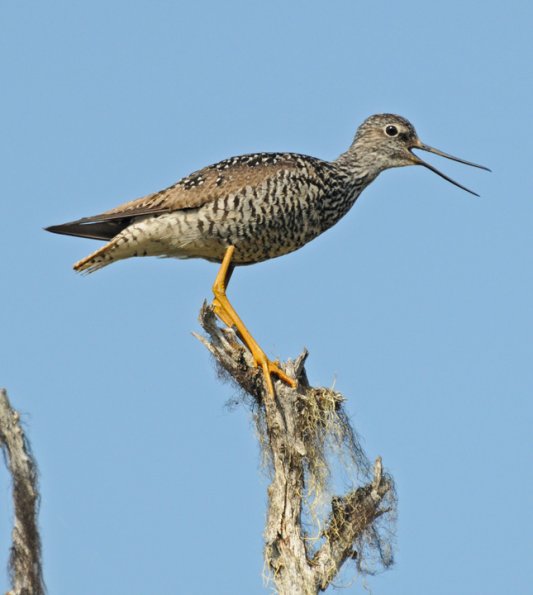 greater-yellowlegs-breeding-plumage