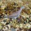 greater-yellowlegs-juvenile