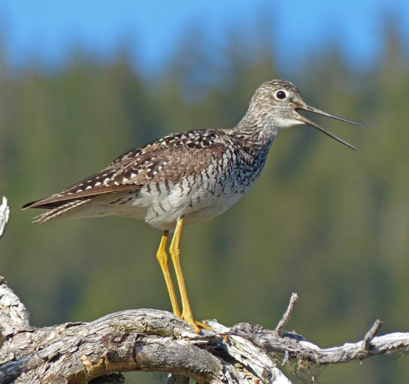 greater-yellowlegs-portrait