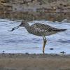 greater-yellowlegs-with-fish