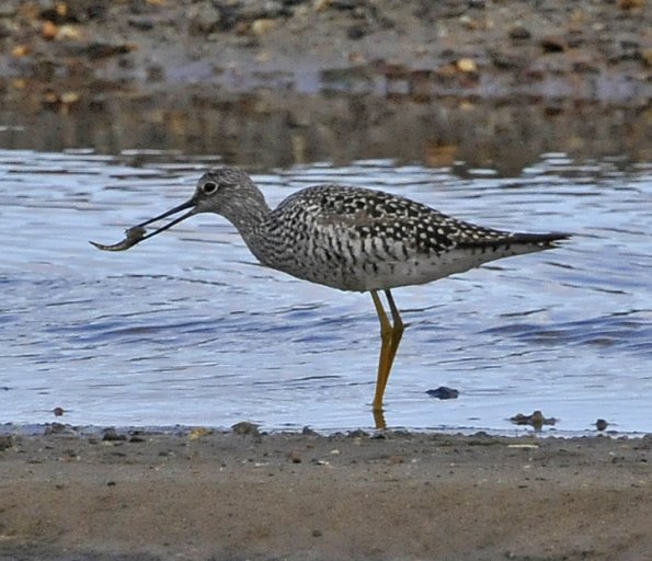 greater-yellowlegs-with-fish