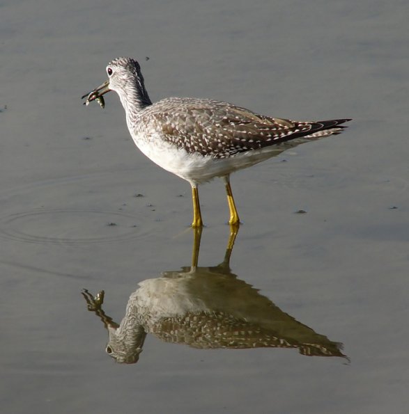 greater-yellowlegs-with-stickleback_1318186554