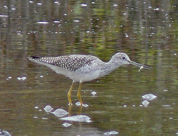greater-yellowlegs-with-stickleback