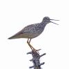 greater-yellowlegs