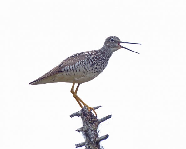 greater-yellowlegs