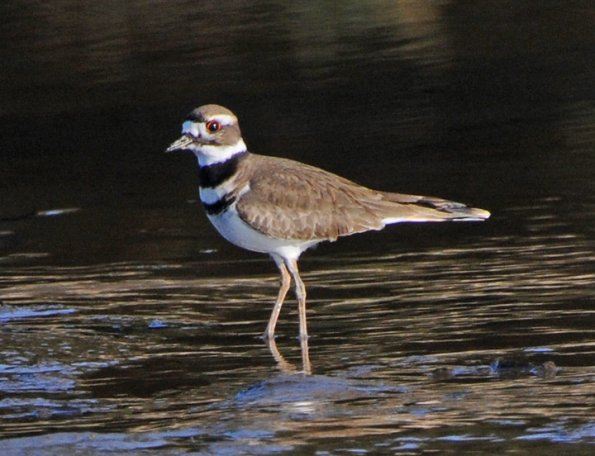 killdeer-adult