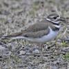 killdeer