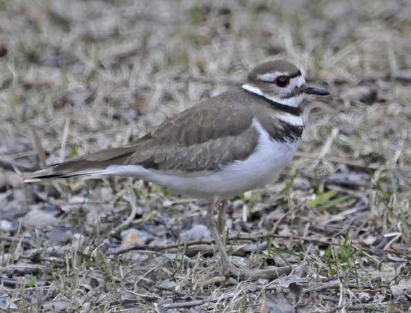 killdeer