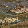 least-sandpiper-feeding_1399068496