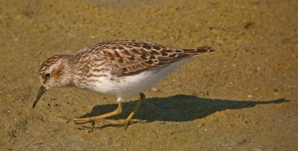 least-sandpiper-portrait