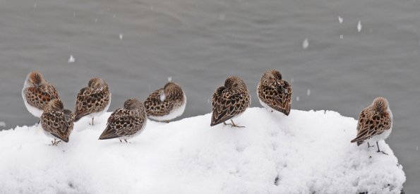 least-sandpipers-taking-a-snooze-in-the-snow