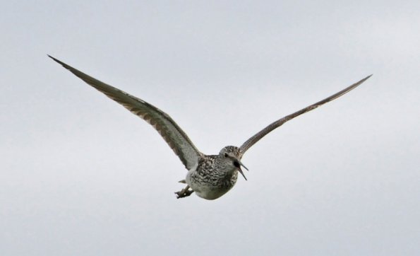 lesser-yellowlegs-in-flight