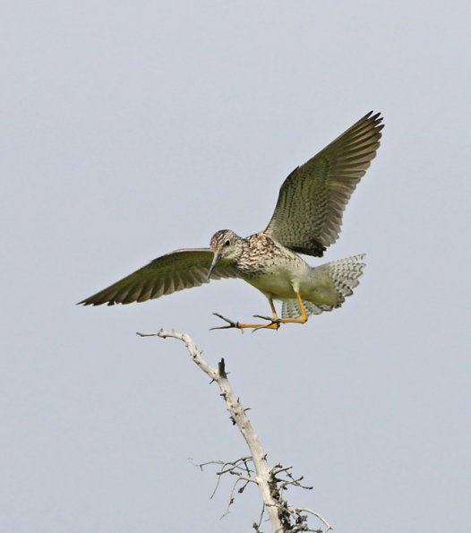 lesser-yellowlegs-landing