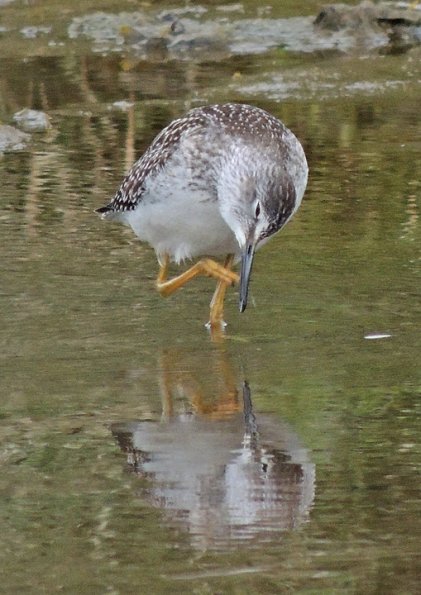 lesser-yellowlegs-with-foot-raised