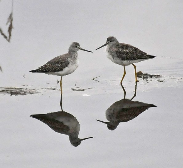 lesser-yellowlegs-with-reflections