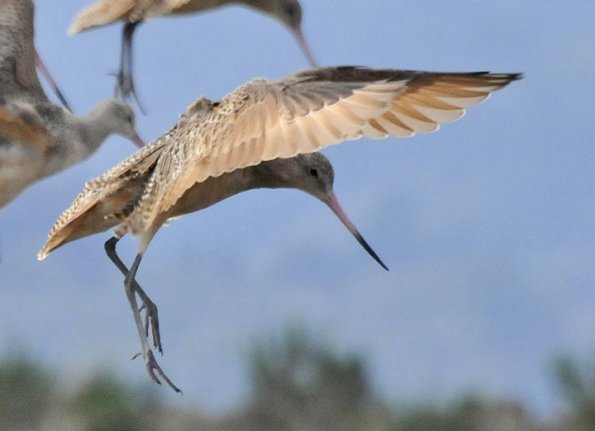 marbled-godwit-landing