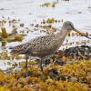marbled-godwit