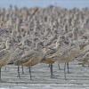 marbled-godwits-2