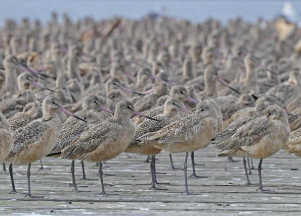 marbled-godwits-2