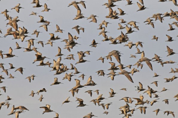 marbled-godwits-in-flight