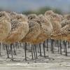 marbled-godwits-resting