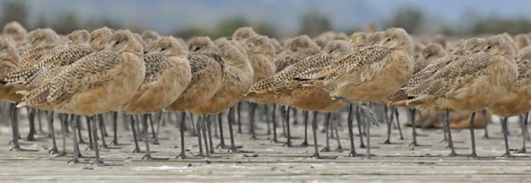 marbled-godwits-resting