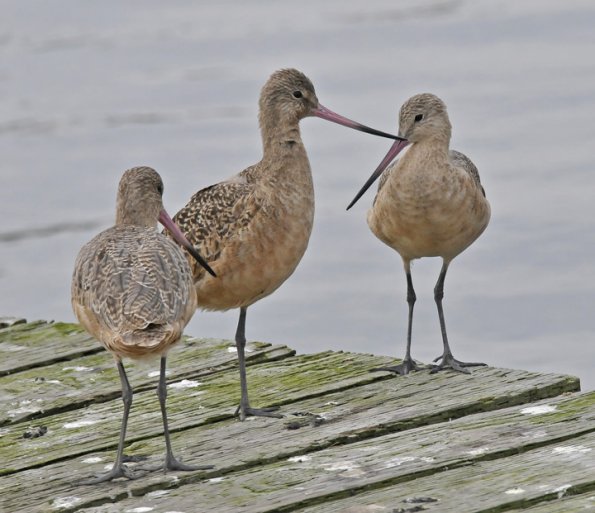 marbled-godwits-three
