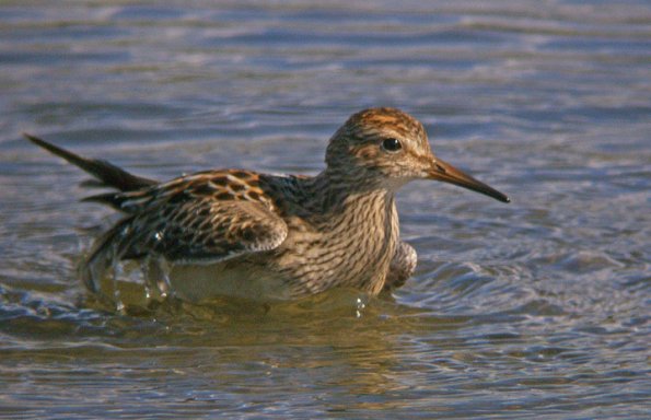pectoral-sandpiper-bathing