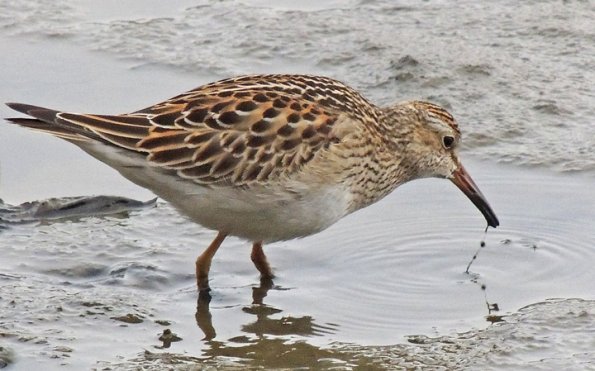 pectoral-sandpiper-feeding