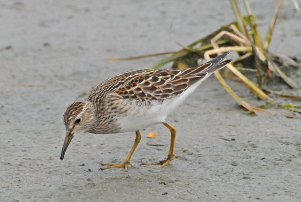 pectoral-sandpiper-portrait