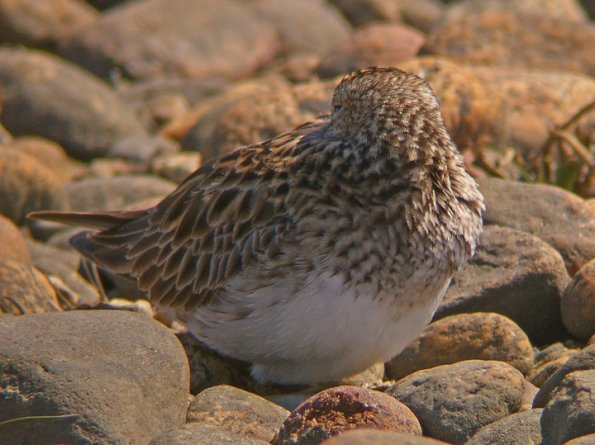 pectoral-sandpiper-sleeping
