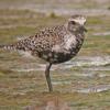 plover-unsure-of-species-
